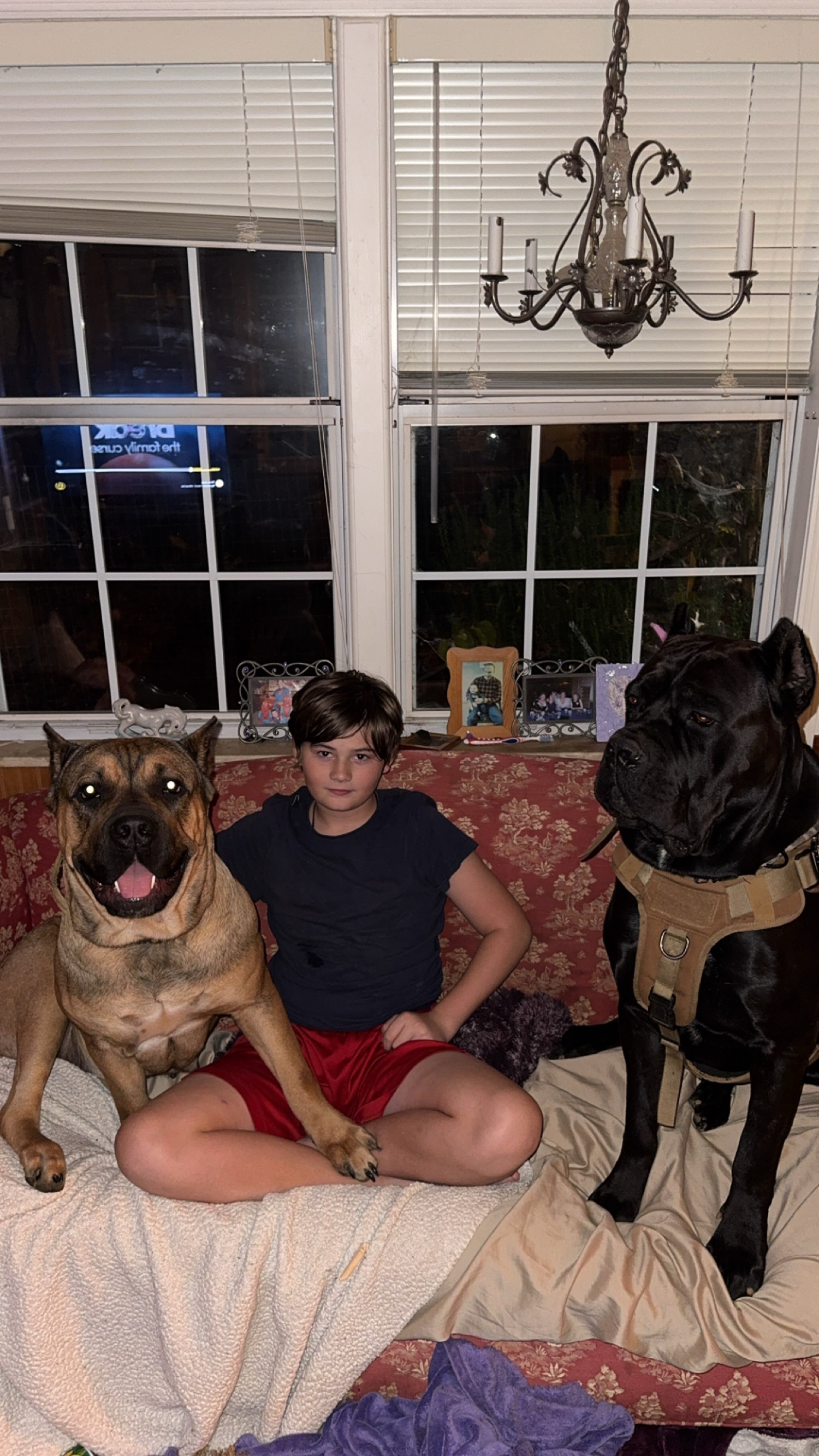 Cane Corsos with family
