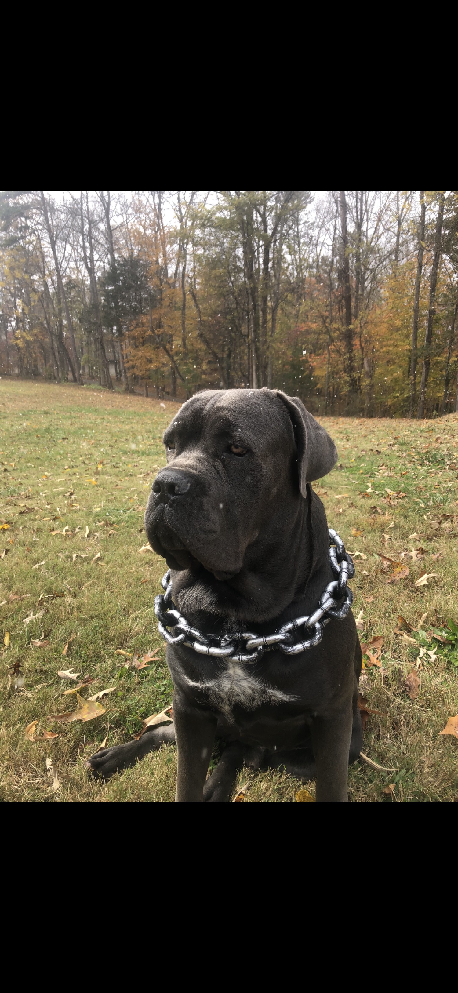 Grey Cane Corso