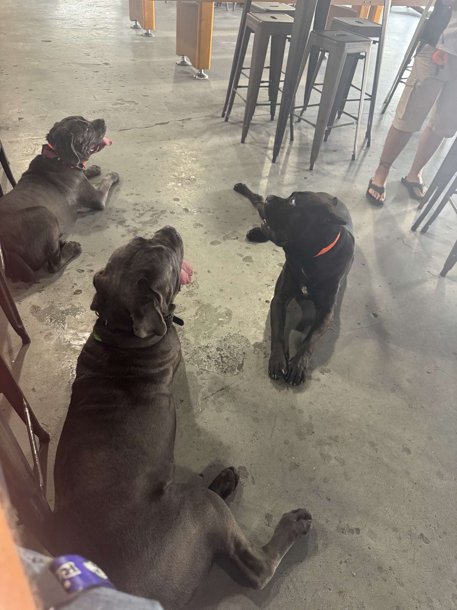 Cane Corsos together