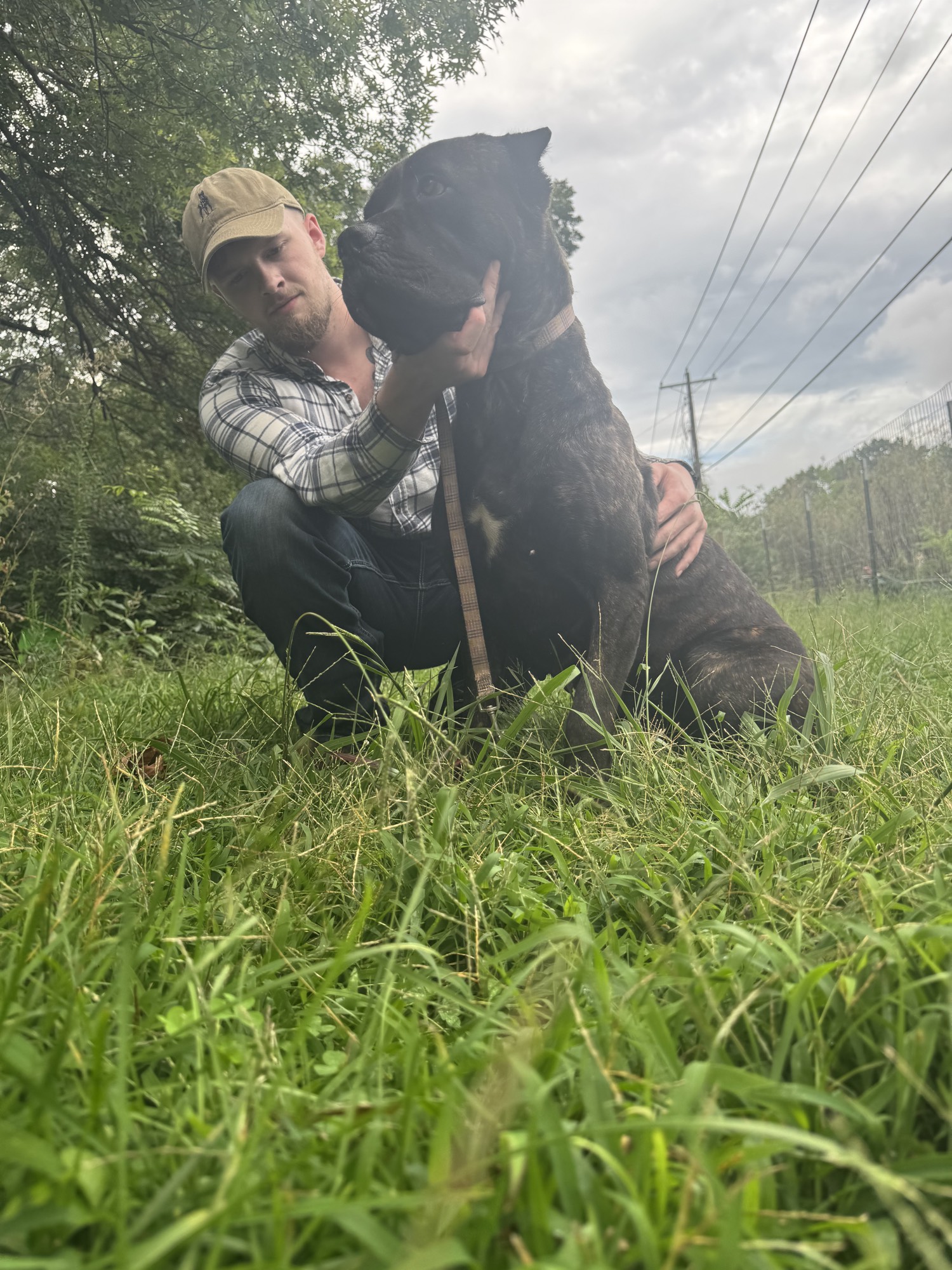 Brindle Cane Corso with owner