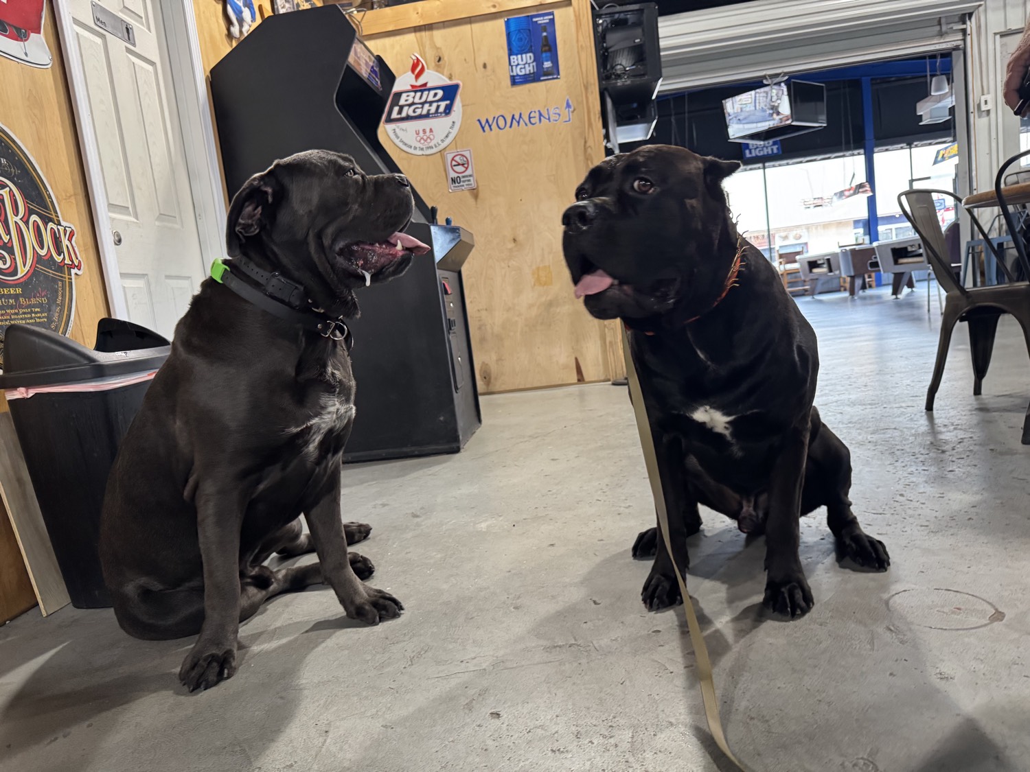 Two adult Cane Corsos
