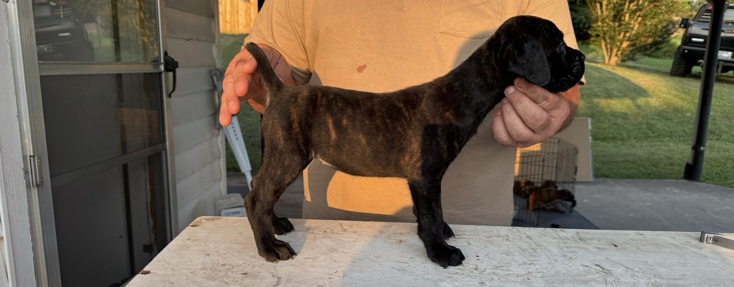 Cane Corso puppy stacked